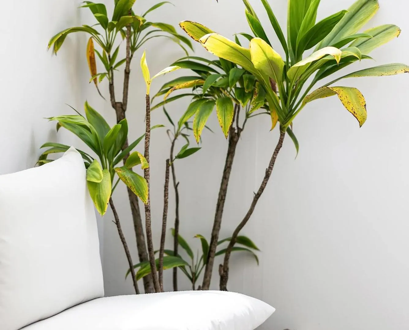 Guava By Khove Apartment Gold Coast